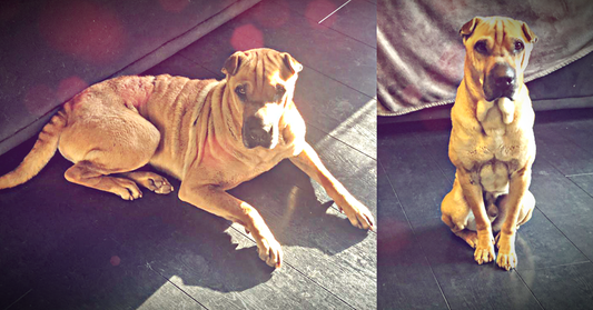 The CBD That Saved Butch’s Life